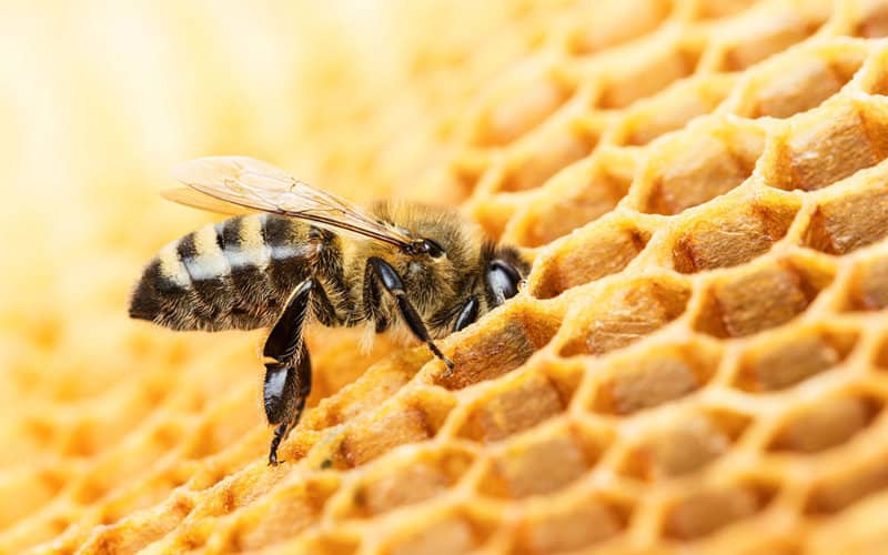 Apiculture Voici Pourquoi Les Abeilles Disparaissent Au Maroc