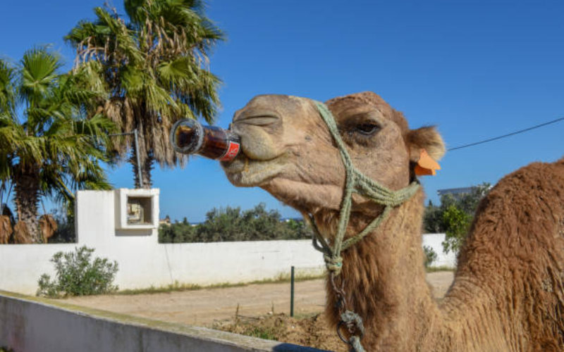 Nouvelle alerte à la canicule au Maroc le thermomètre frôle les 50 degrés