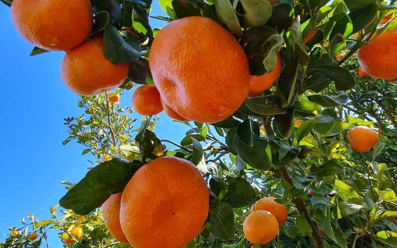 Chute Des Exportations Marocaines De Fruits Et L Gumes Vers La Russie