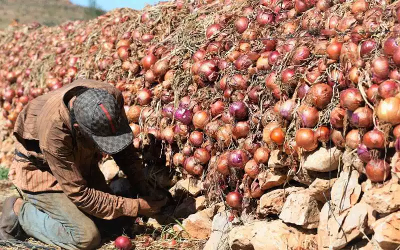 En pénurie doignons le Sénégal se tourne vers le Maroc