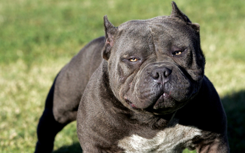 Une Marocaine séquestrée pendant 8 ans à l’aide d’un pitbull