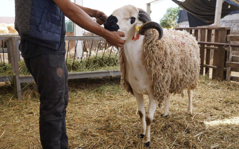 Mouton de l'Aïd al-Adha : La fête du sacrifice menacée au Maroc