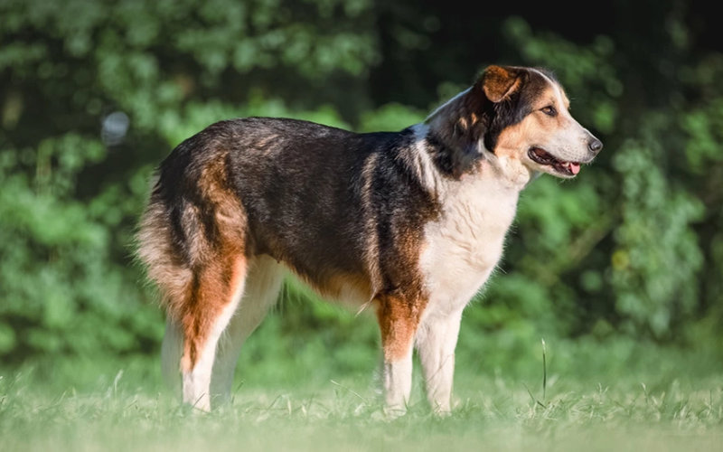 Le chien de lAtlas Aïdi menacé par un trafic international