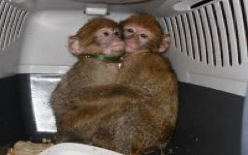 Deux Bebes Singes Magot Marocains Saisis A Hendaye