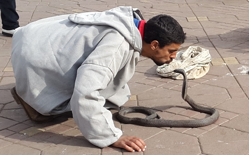 Un charmeur de serpent meurt Marrakech apr s la morsure de son cobra