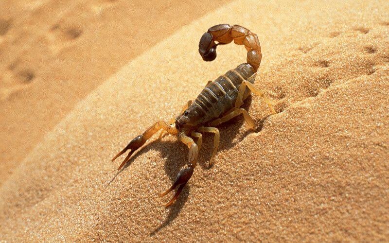 Maroc La Piqure D Un Scorpion Envoie Un Bebe A L Hopital