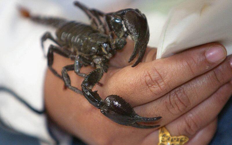 Safi Deces D Un Bebe De 15 Jours Pique Par Un Scorpion