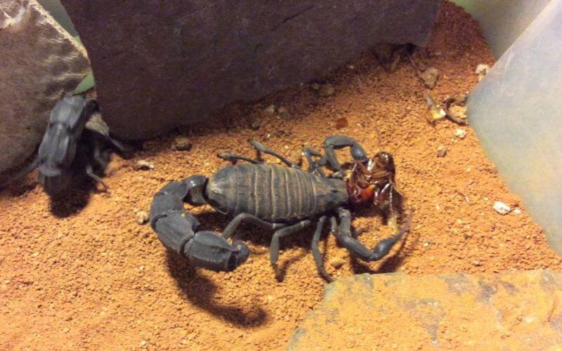 Maroc Avec L Ete Attention Aux Piqures De Scorpion Et Morsures De Serpents