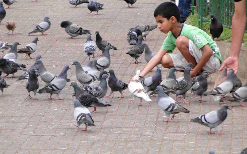 Casablanca tackles pest species