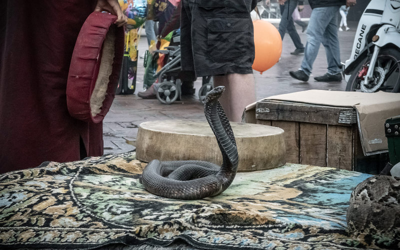 Les charmeurs de serpents de Marrakech tradition ou cruaut