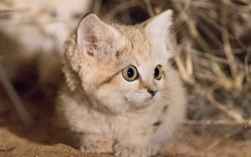 Chat des sables ou chat du désert, qui est-il ?