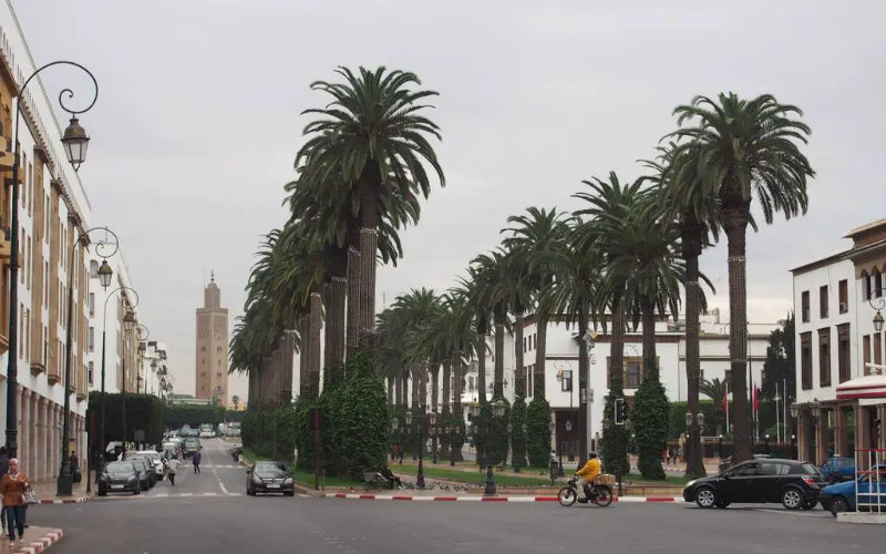 Palmiers au Maroc - Vente en ligne et Livraison a casablanca, rabat