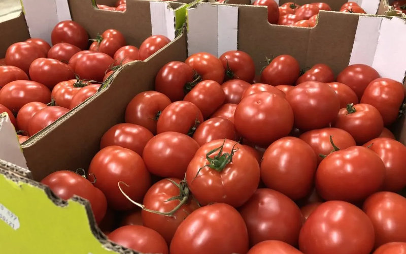 TOMATE CERISE DU MAROC, Importer Tomate Cerise du Maroc